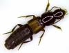 Quedius simplicifrons